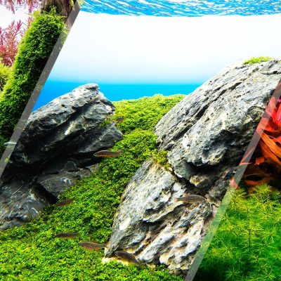 aquascaping-styles-nature-aquarium-iwagumi-dutch-aquarium aquascaping-styles-nature-aquarium-iwagumi-dutch-aquarium