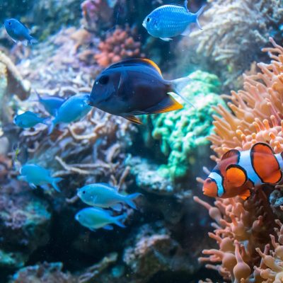 Clownfish Ctenochaetus tominiensis and Blue Malawi cichlids swimming near the Coral Duncan The Clownfish Ctenochaetus tominiensis and Blue Malawi cichlids swimming near the Coral Duncan